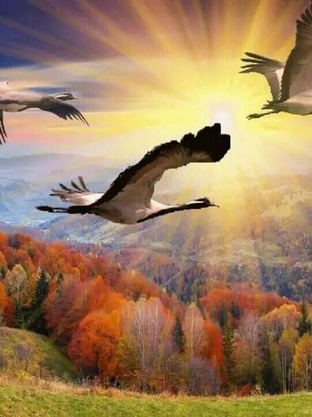 Триптих. Журавли, журавушки...  