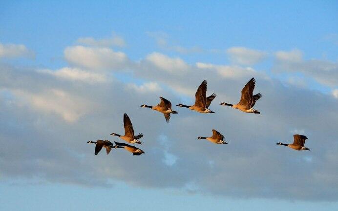 Металлик  неба птицам по колено✨  ALEKS_BCH /Алексей Захаров/ & SUNO