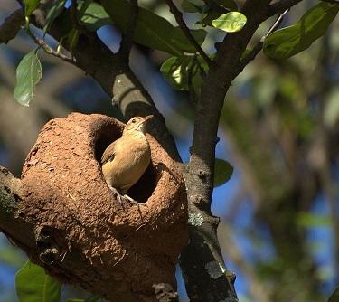 Маленькая пташка, ты не бойся...