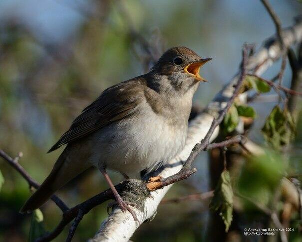 ЗАЛИВИСТО РАСПЕЛСЯ СОЛОВЕЙ