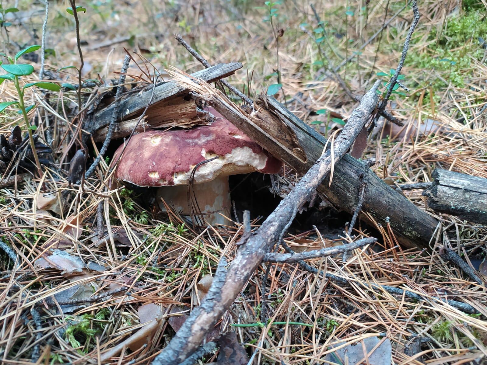 Боровик герой- шуточные стихи