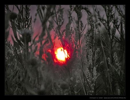 Полынь трава