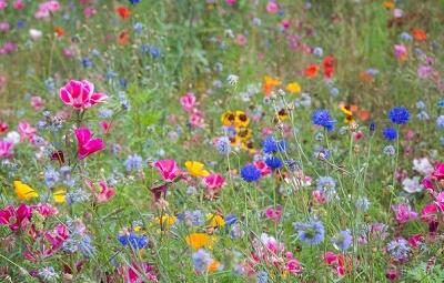 Лето в цветах