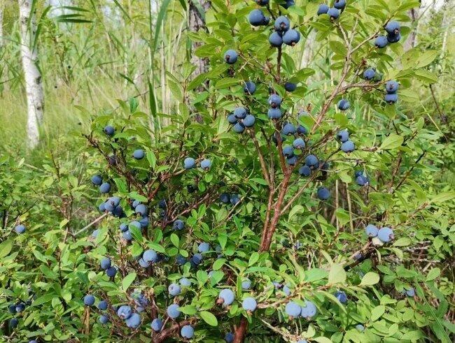 Голубичная мечта. Воздушные шарики детства