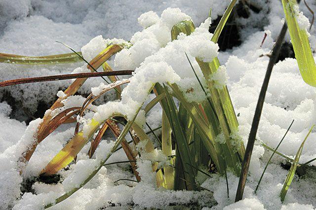 Запахи весны