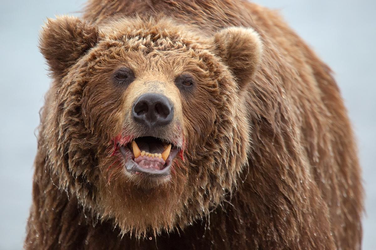 Горе-охотник