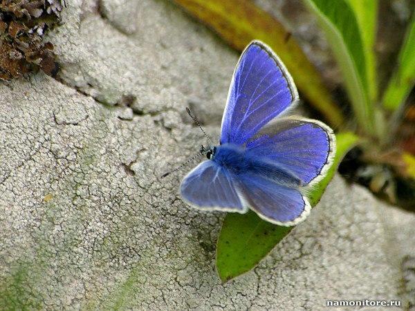 Камень и Бабочка