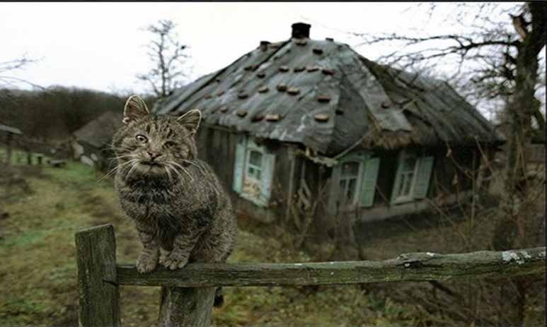 Ты ж ещё жива...