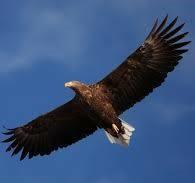 ЧЁРНАЯ ПТИЦА