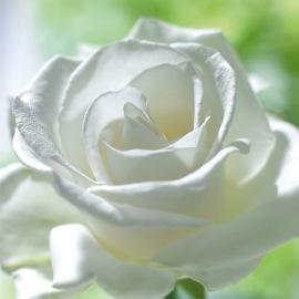 Богат лишь тот,  в чьём сердце Бог живёт