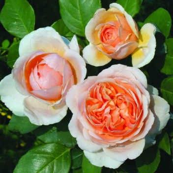 БЫТЬ ИЛИ НЕ БЫТЬ?