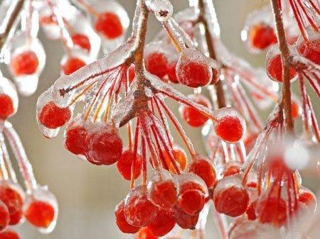 рябина красная