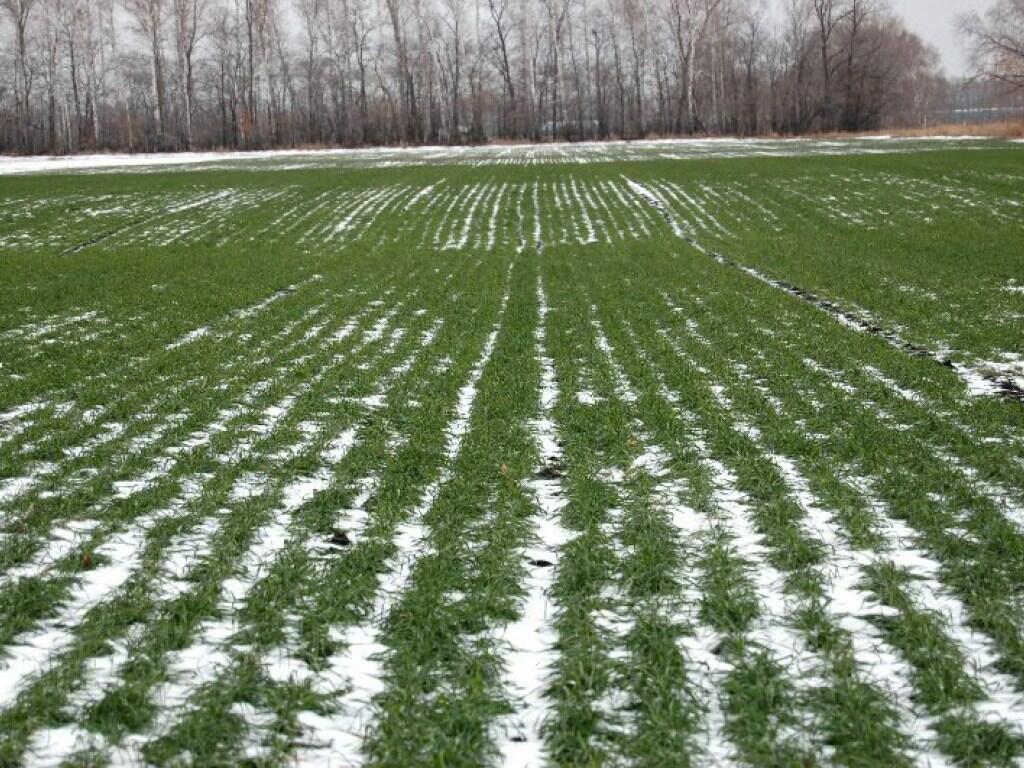 ВОРОБЬЁМ ПОУТРУ  ПОЧИРИКАЮ