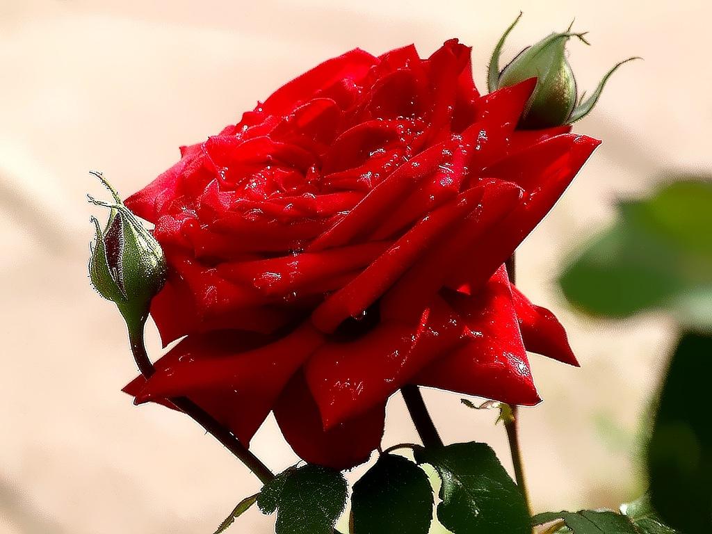 КАК ЦВЕТОЧЕК НА ГРЯДКЕ - (из альбома)