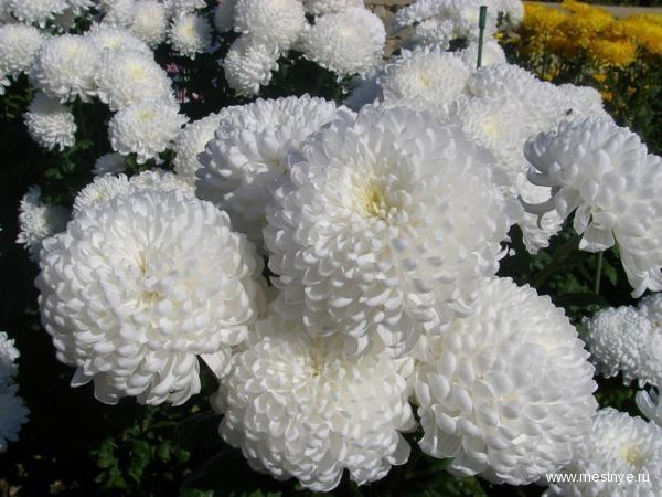 В ПЛЕНУ (СИНКВЕЙН)