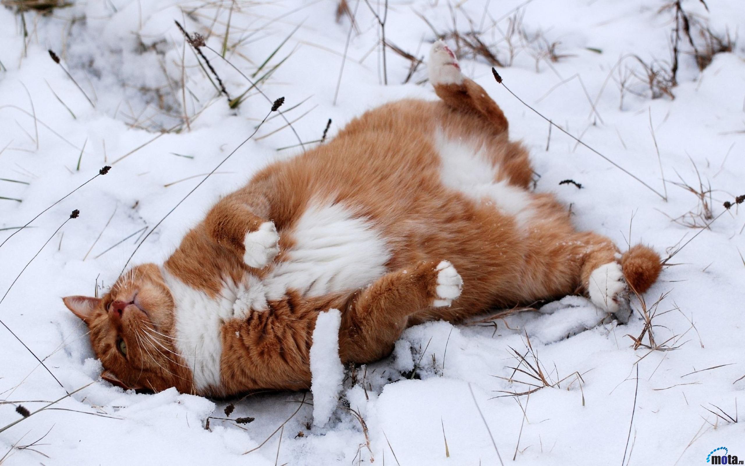 Давайте ждать весну. Рыжая кошка валяется в снегу. Кошка валяется в снегу. Кошка лежит на снегу. Валяться в снегу.