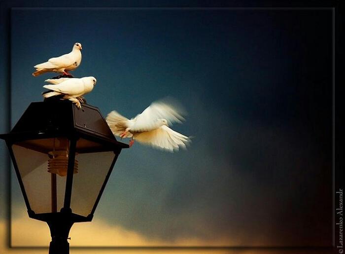 ОНА ЛЮБИЛА, ОН ЛЮБИЛ…