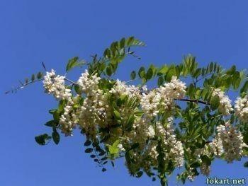 Мне запах акации белой память тревожит.