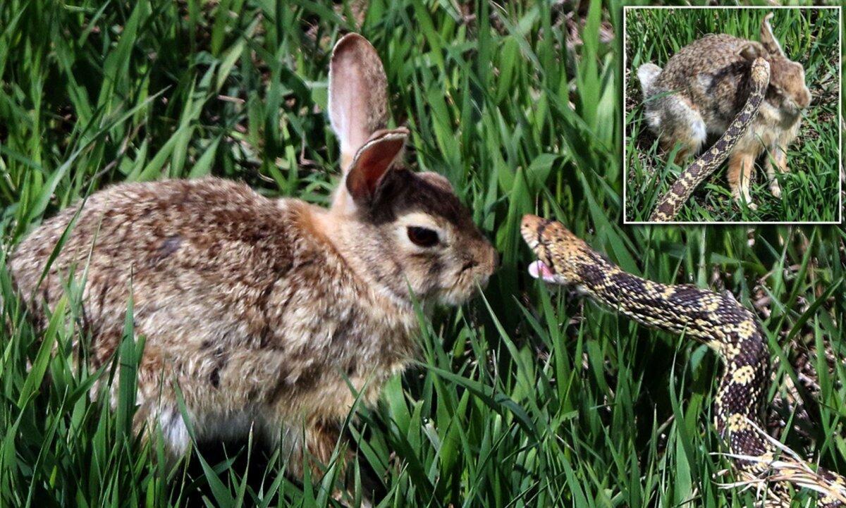 Кролик пушистый не любит удава
