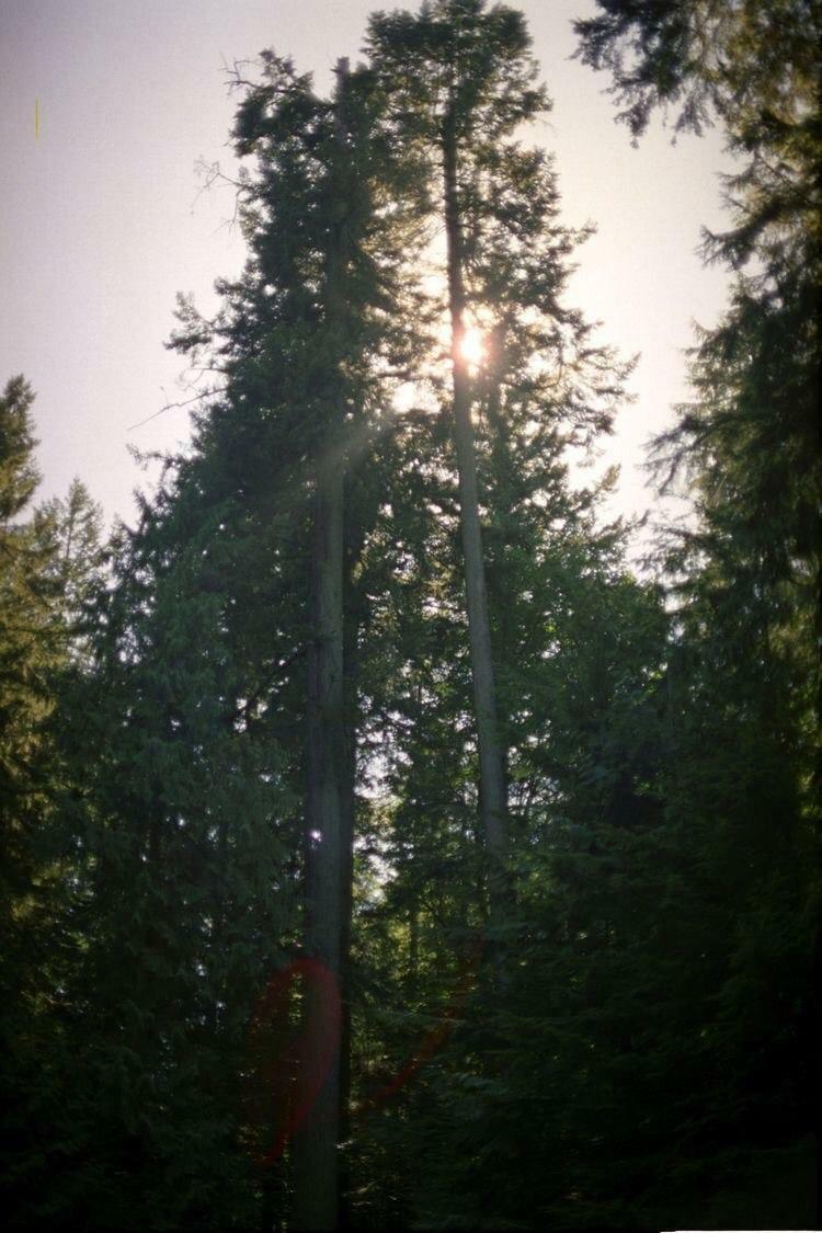 тебе явно не до деревьев...