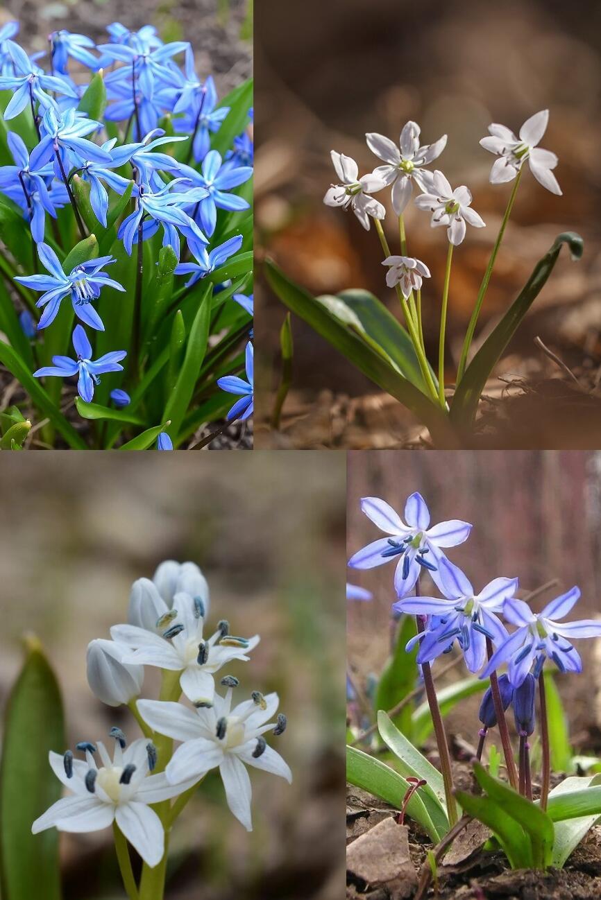 Брызги весны