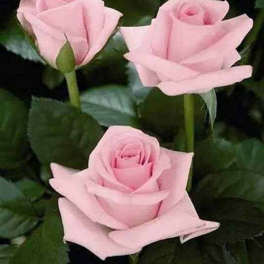 СВОИМ ТАИНСТВЕННЫМ ВНИМАНЬЕМ