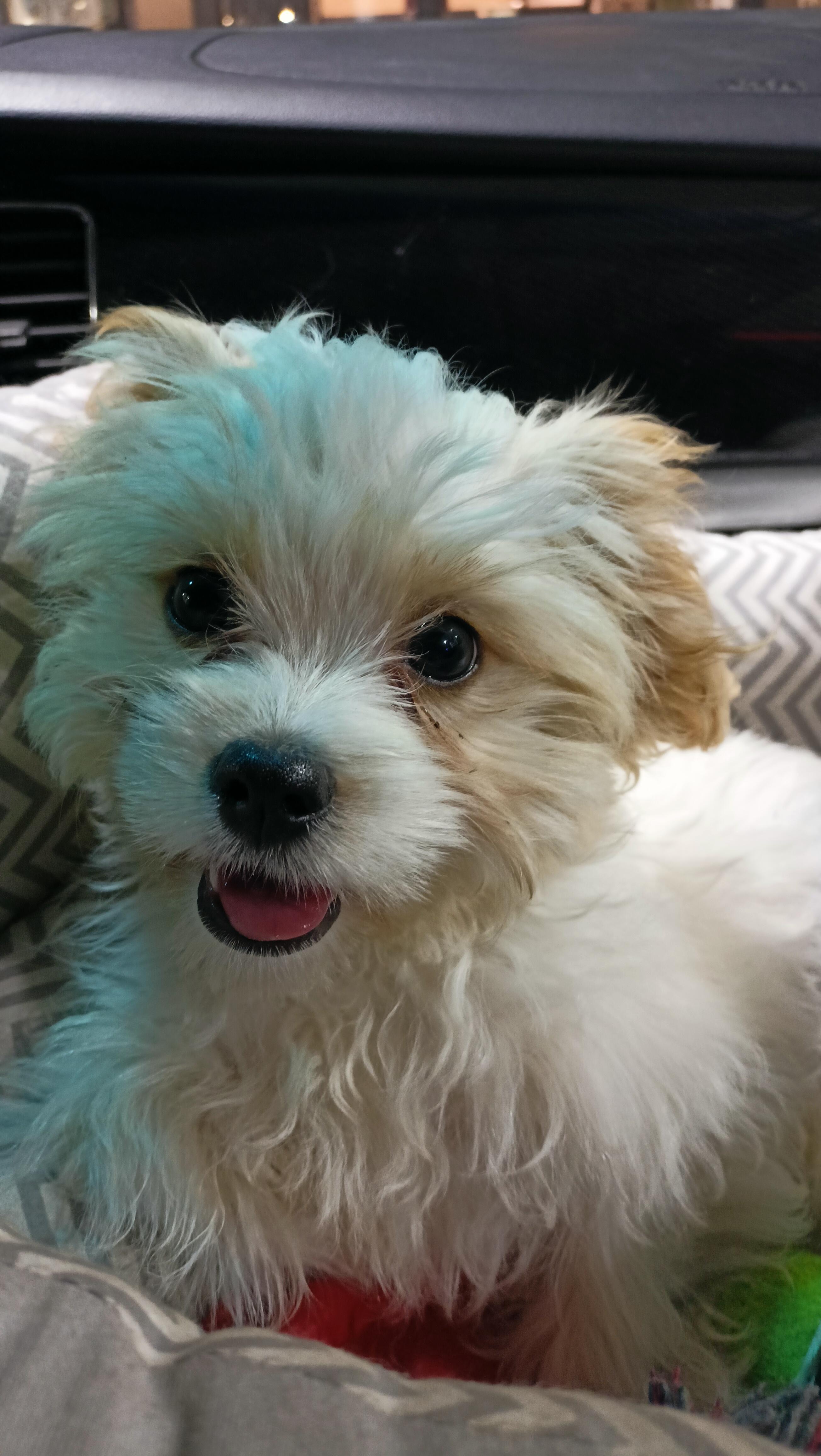 В добрых руках