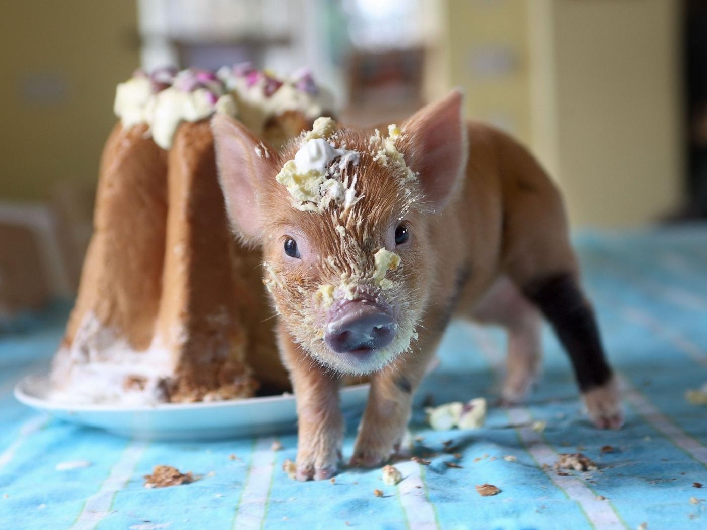 СЛАДКИЙ ПОРОСЁНОК