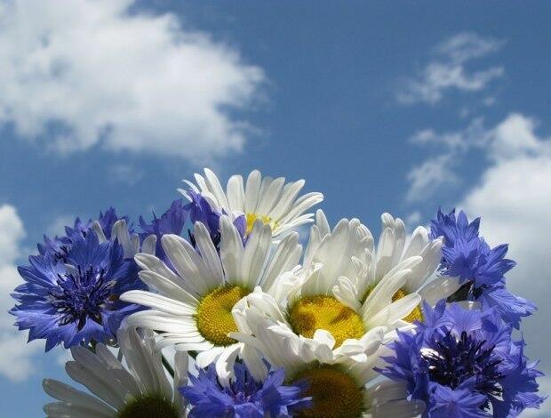 Любимые цветы