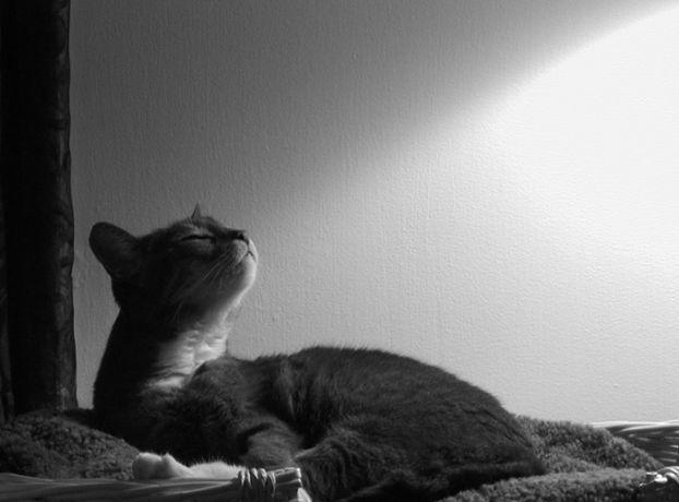 Бархатный вечер.