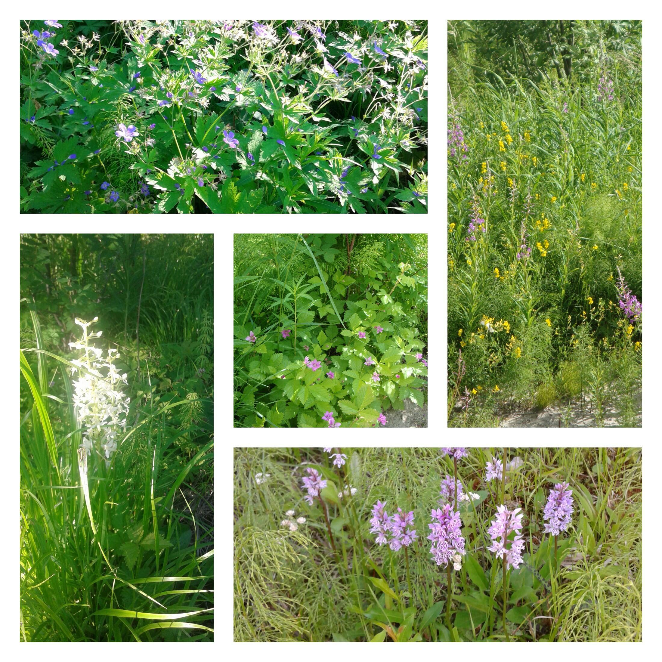 Скромны таёжные цветы...