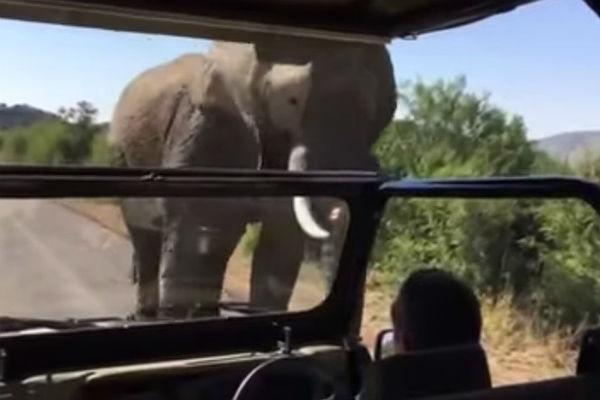Арнольд Шварценеггер на сафари столкнулся со слоном.