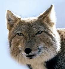 ТИБЕТСКАЯ ЛИСИЦА.