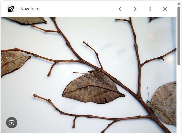 Чтобы слиться с природой...