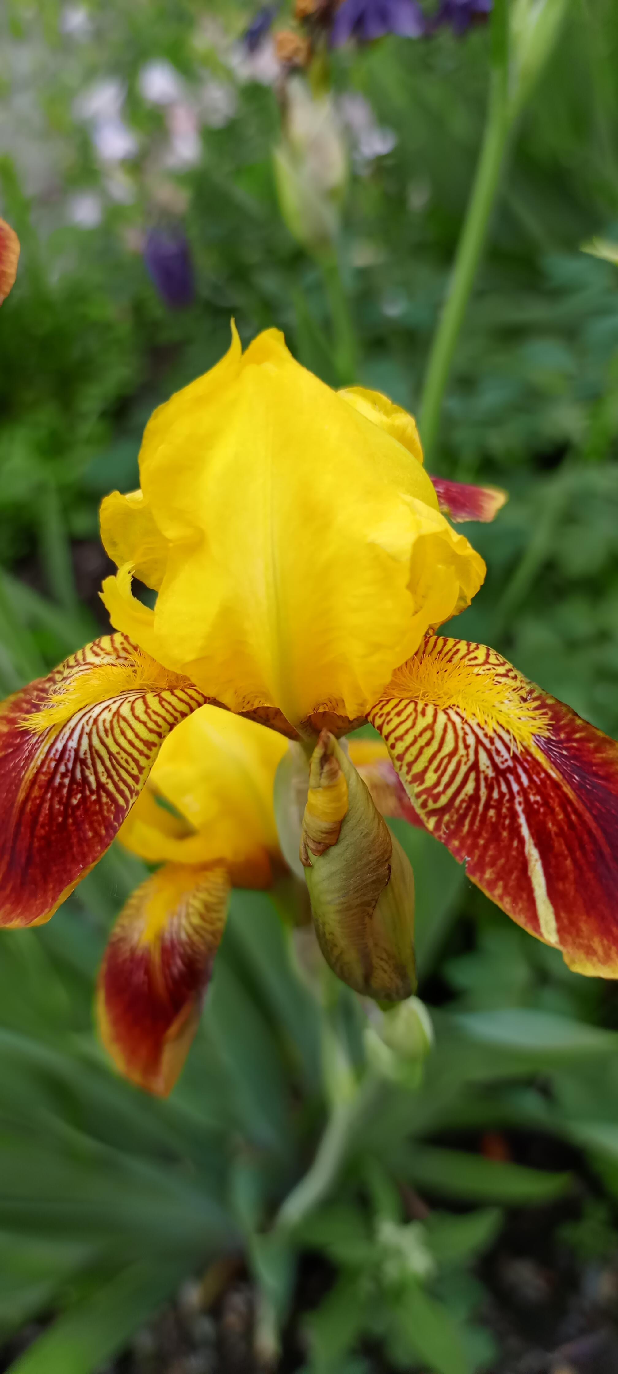 Танцует июнь.