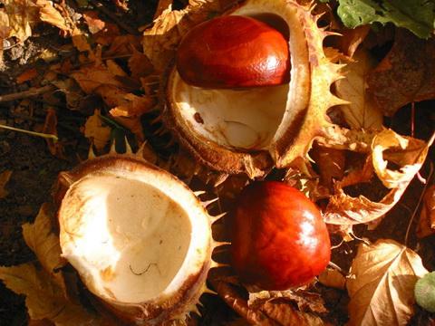 НАШИ КАШТАНЫ