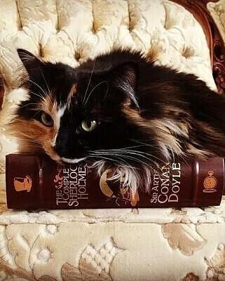 Кот. Странная картина: Кот и дама с болонкой