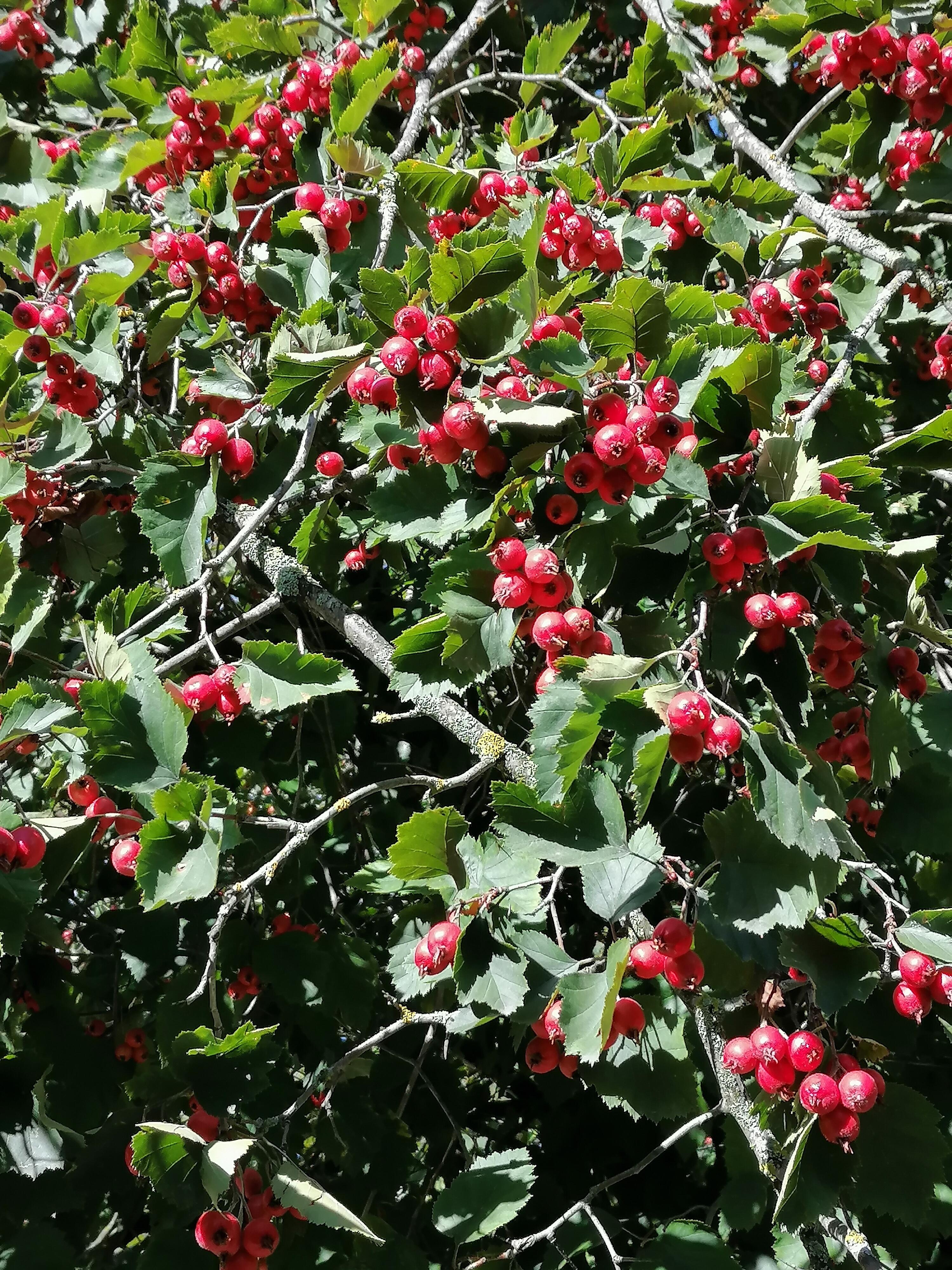 Боярышник вырос здоровый 