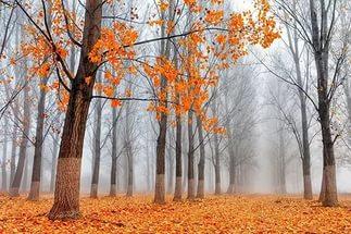 Осень ходит грустя.