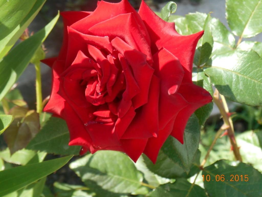 Сонные фантазии