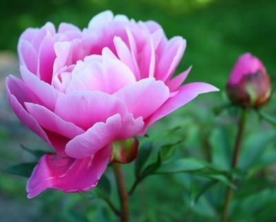 Жизнь пиона