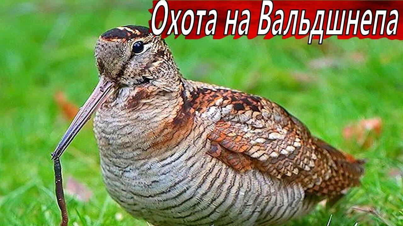   -   ОХОТА НА ВАЛЬДШНЕПА   -   