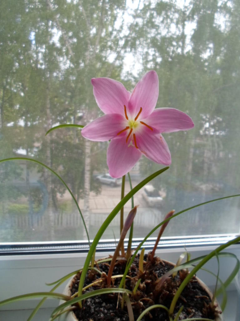 Цветы на подоконнике