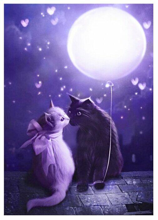 Одинокий кот.