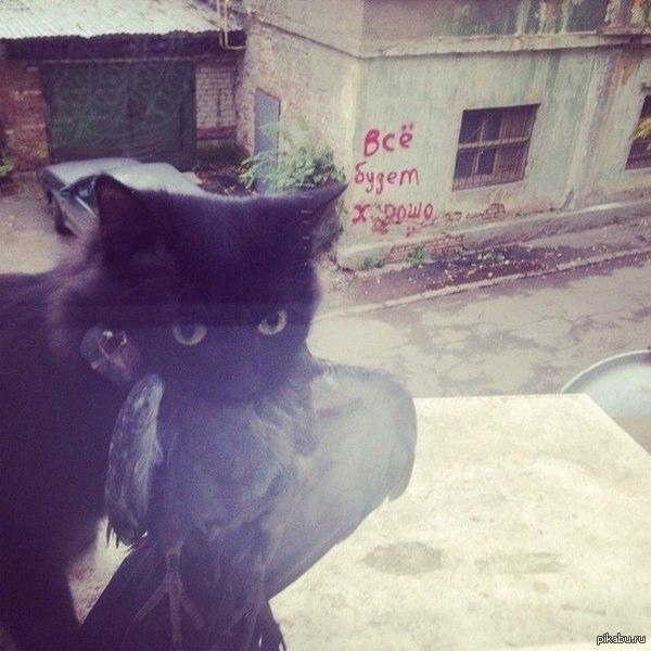 Навстречу хаосу