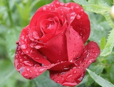 Озоновое утро