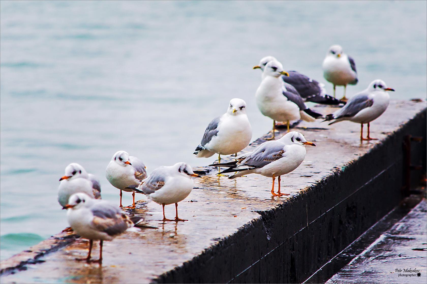 КЛУБ НА ПОЭМБУКЕ
