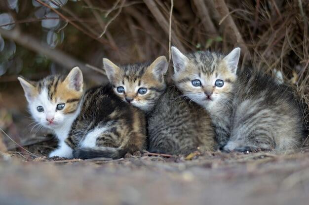 Разные дети.