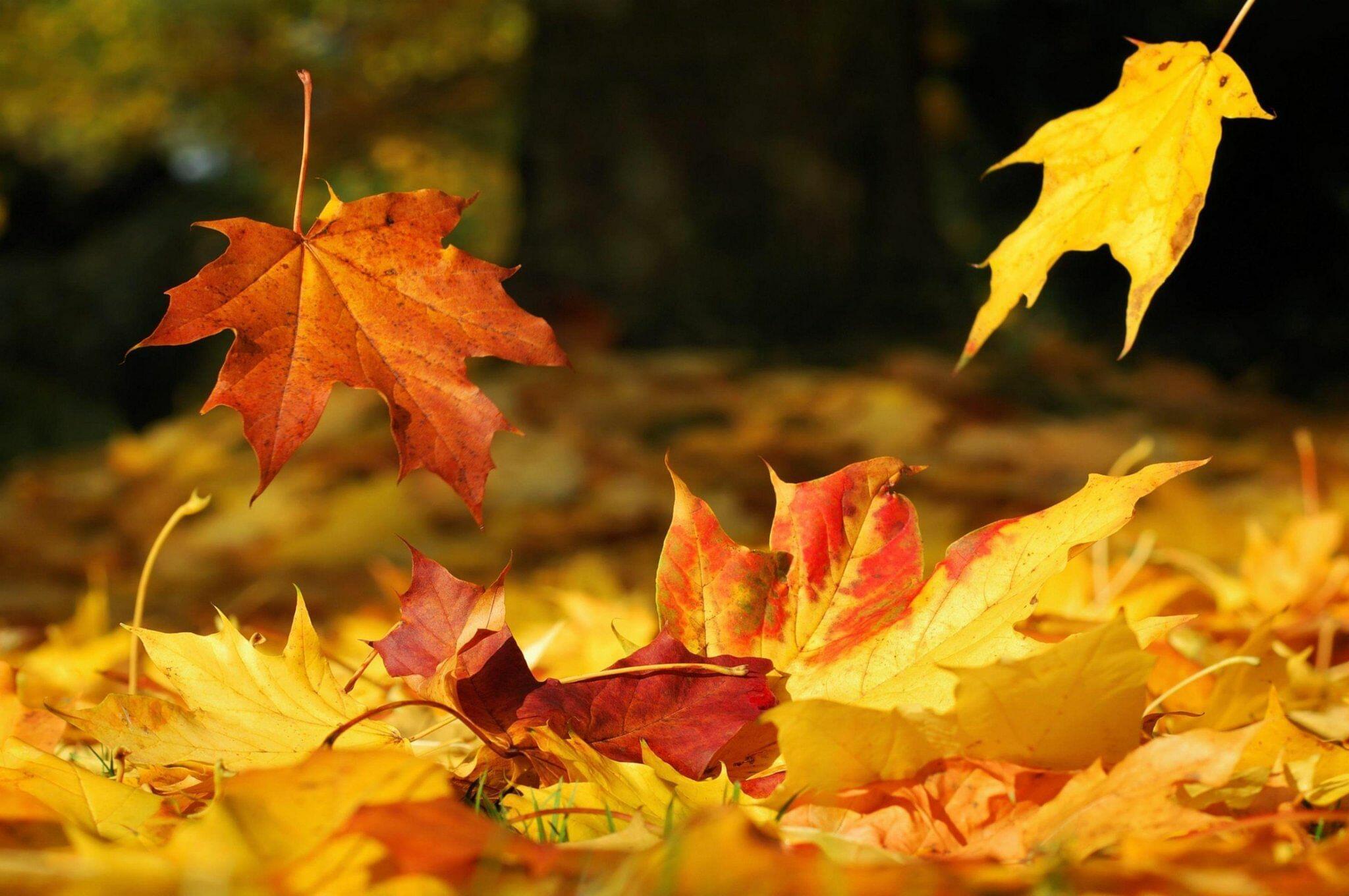 По мотивам Осени Райнера Мария Рильке