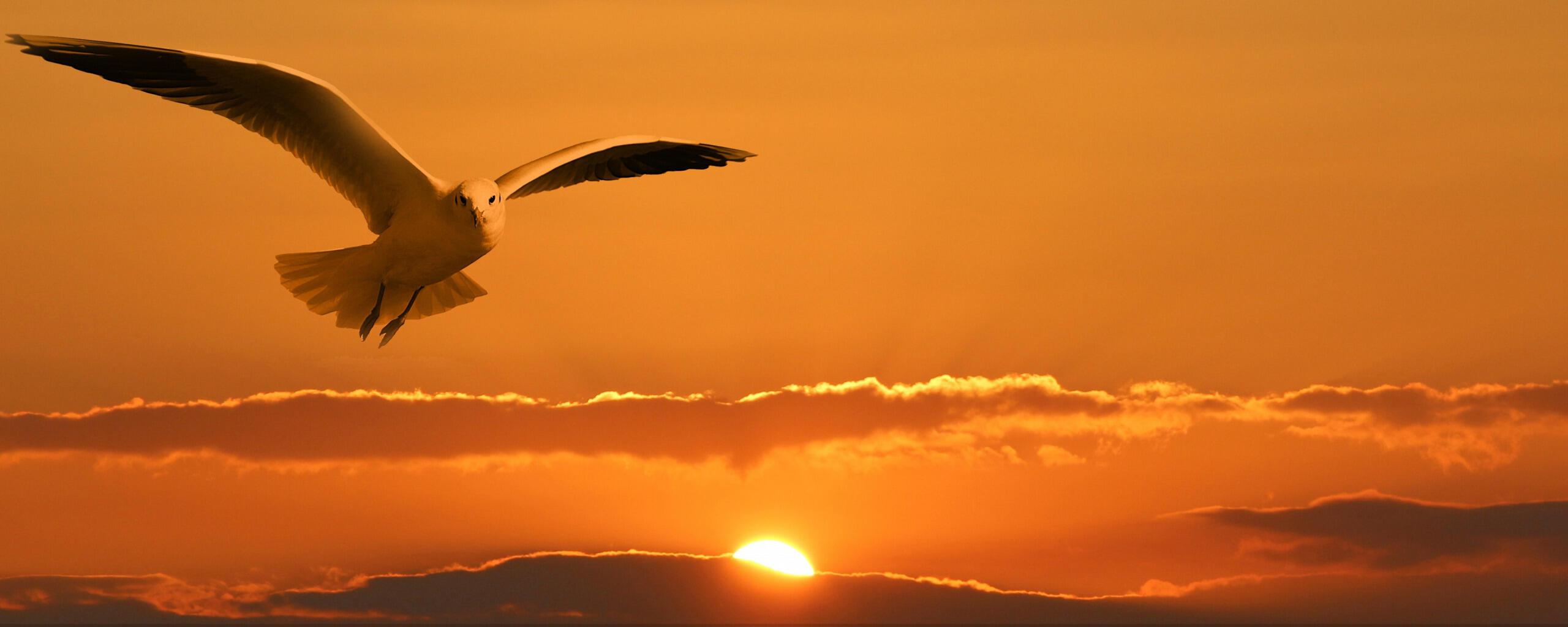 МАРТ ВЗЛЕТИТ КАК ПТИЦА